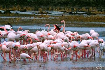 Pembe